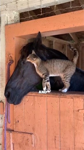 horse and cat friendship...