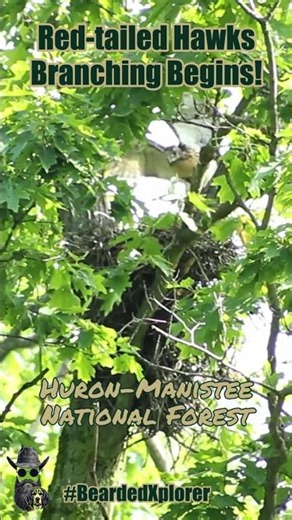 Branching Begins Red-tailed Hawks Manistee National Forest