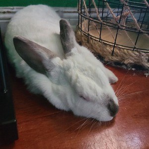 flemishbun - Twitch