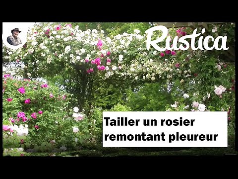 How to prune a weeping rose bush in winter