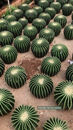 414K views · 6.2K reactions | Harvest cactus  | Cactus Garden | Facebook