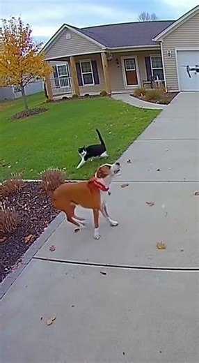 Cat and Dog Attack a “UFO” Drone at the Front Door! 😂🚀