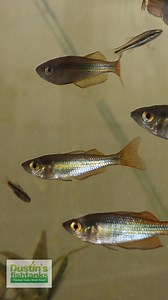 2.5K views · 21 reactions | Australian Rainbowfish Showing Their True Colors in the Sun in the Greenhouse! What do you think of these beauties? TANK ON! #australianrainbowfish #rainbowfish #rainbow #rainbows #fish #fishy #aquariumfish #freshwaterfish #greenhouse #aquarium #fishtank | Dustin's Fishtanks | Facebook