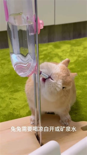 Rabbits must drink water!