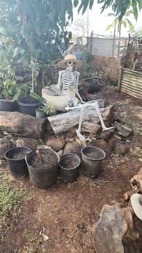 Hawaii back yard garden #explore #gardening #garden #hawaii #food #youtubeshorts
