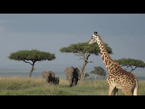 Welcome to the African plains