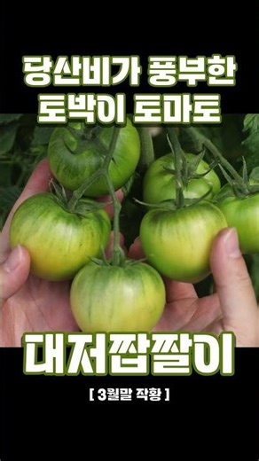짭짤이를 확인하고 왔습니다. #더기반 #토마토 #대저짭짤이 #짭짤이토마토 #farming #thekiban #tomato #토마토재배