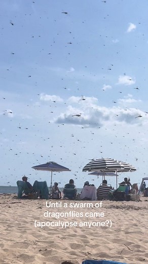 Dragonfly Swarm at Rhode Island Beach