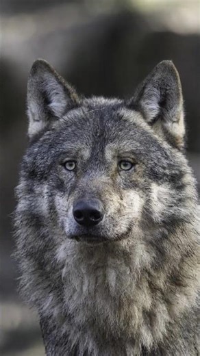 🐺 Project Indian Wolf | Saving India’s Rare Wolf 🇮🇳 #shortsfeed