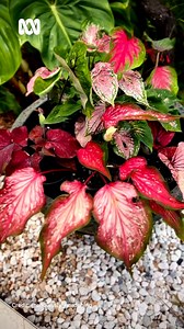 What's growing in a corner of your garden? Over in Brisbane, IG/ @endlessly_gardening shows us their vibrant caladiums 💖 and Philodendron gloriosum 🌿 Tag #ABCMyGarden to share the love! 💚 Get more gardening tips from Gardening Australia: http://ab.co/gardeningaus #ABCMyGarden #Tropical #Caladium | Gardening Australia