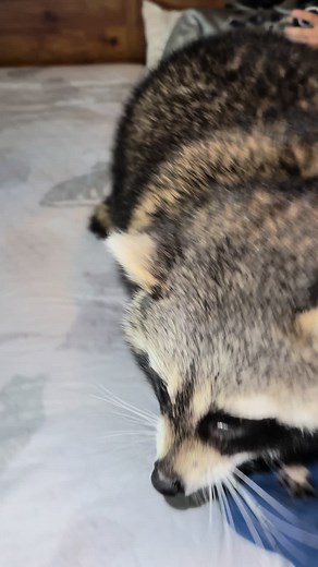 Discover the Unique World of Pet Raccoons