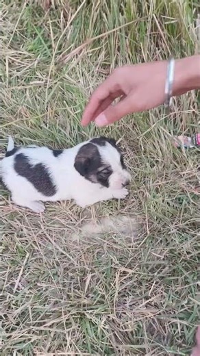 Small dog voice❤️,chhota dog #smalldog