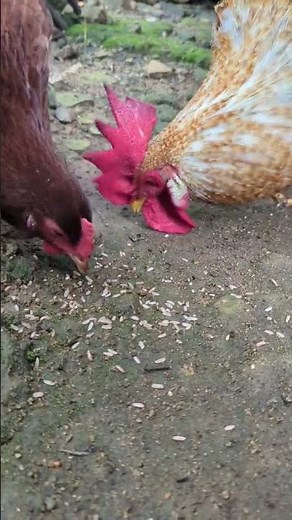 "Chicken and Hen Feeding: Tips, Techniques, and Nutritional Guide"