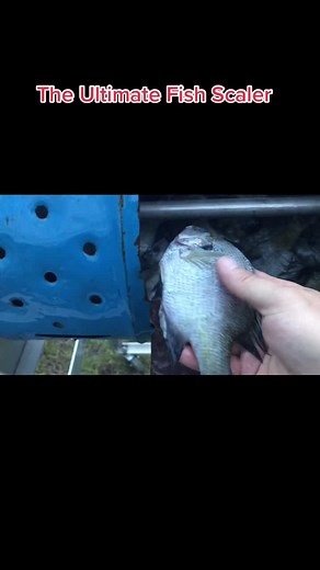 My homemade mechanical fish scaler. Scales 50-100 panfish in about 10 mins! #fishing #cooking #diy #outdoors #food #bluegill #southcarolina #fyp