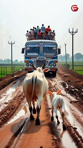 626K views · 3K reactions | Cow saved passengers | seeb facts | Facebook