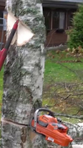 This Is How The Hinge Works In A Falling Tree #forestry #fallingtree #lumberjack #treeremoval #tree