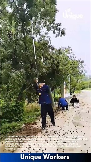 Nut harvesting: using a vibrating machine