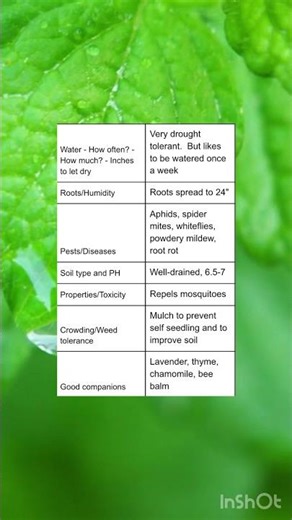 How to Grow Lemon Balm