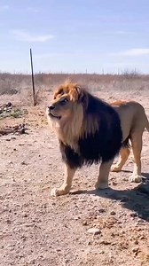 13K views · 29 reactions | Horse feeding to a lion  | Minecraft Club | Facebook