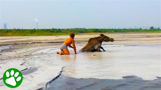 Dramatic rescue of moose stuck in mud