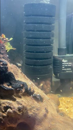 Another 20 gallon long angelfish grow out tank set up!