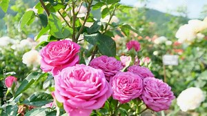 Beautiful delicate picturesque bush blooming roses on a summer day in the park. Rose garden. Stock Video