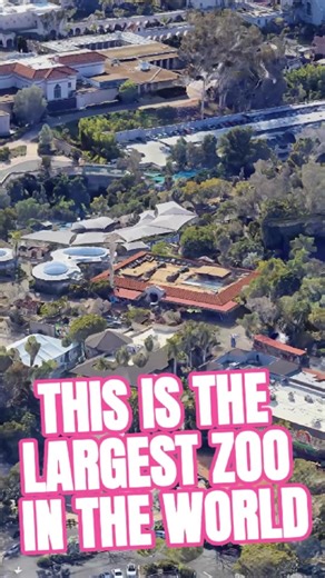 This is the largest zoo in the world #zoo #animal #animals #sandiegozoo #tourist #usa