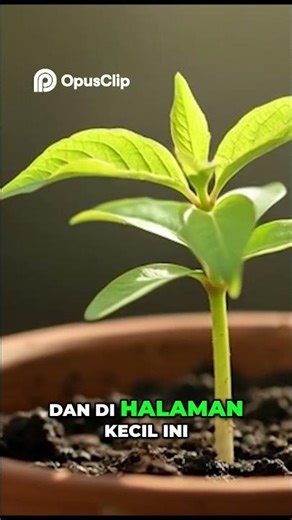 The Invisible Process in the Garden #plum #fruit #fruitplants