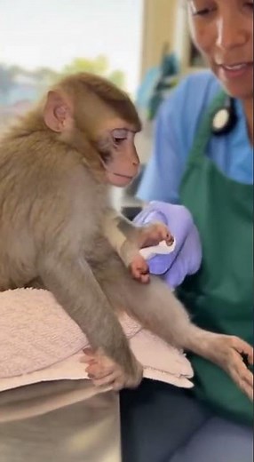 Injured Monkey Rescued — Veterinarian’s Gentle Care Builds Trust