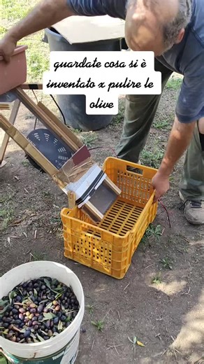 Efficient Olive Tree Planting with Modern Machinery