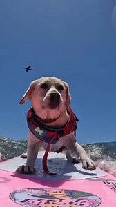 121K views · 7K reactions | SUPER LABRADOR AL MARE | Oregon UN Labrador PER AMICO | Facebook