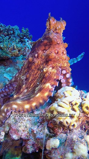 The Alien Origins Of The Octopus🐙: Fact Or Fiction? #ocean #octopus #alien #life #nature #biology #marine #marinebiology #animal #creature #sea