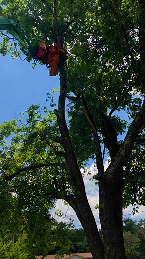 Another real 1 for the Reels. Phinnessee Tree LLC Woodcracker cs750 with a Merlo roto 50.35 s telehandler | Matthew Phinnessee