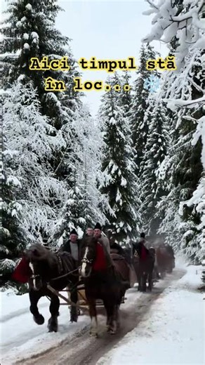 Iarnă de poveste: Cu sania trasă de cai prin munți! 🏔️🐎 #romania #winter