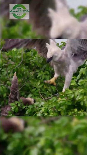 Sloth vs Harpy Eagle