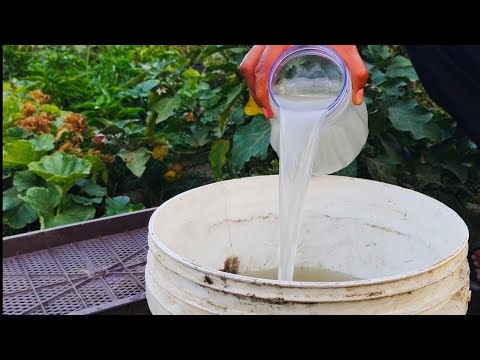 Secret Weapon for Exploding Vegetable Growth Just a Few Hours