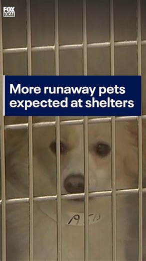 Maricopa County Animal Care and Control is reporting a surge in lost pets following New Year’s Eve fireworks displays. Here's the advice they give to keep pets safe, and how you can possibly find a lost pet. #news #arizona #pets #nye #newyears #lostpets #animals #dogs #shelter #adoptdontshop #fox10phoenix | FOX 10 Phoenix