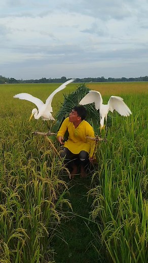 Best bird hunting videos #birds #hunting #Amizing #vrialvideo | Faruk Islam | Facebook