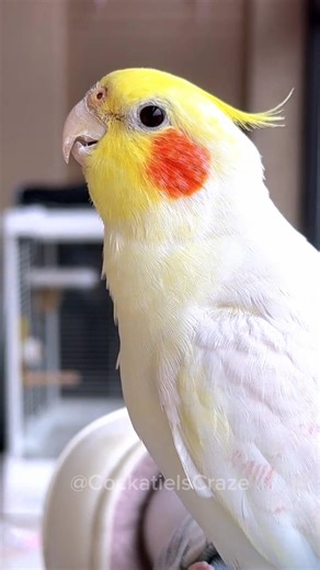 A charming cockatiel attempts opera singing, showcasing its talents. 🦜🎶✨ #cockatielscraze