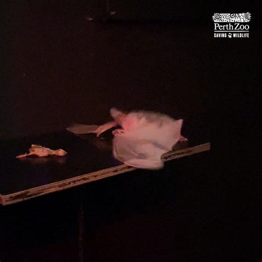 22K views · 173 reactions | Swooping in to grab the last piece of food at family dinner  Fun fact! Ghost Bats use echolocation to find their food. That means they emit a high-pitched sound and listen to the echo to figure out exactly where their meal is.  Keeper Aaron | Perth Zoo | Facebook