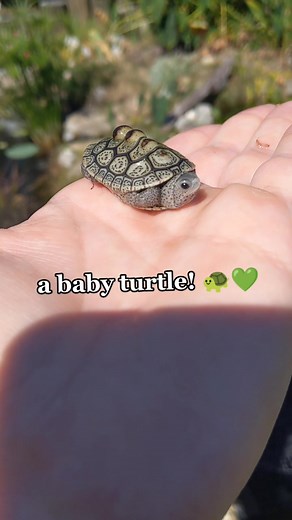 what's in my hand? #FlauntItChallenge #turtletok #HowIBathAndBodyWorks #reptiles #herping #cute