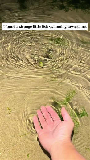 Strange Fish Encounter: A Unique Underwater Experience