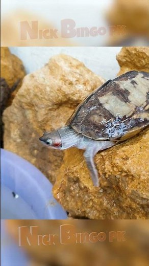 Happy Turtle Jumping Into Water 🐢💦#turtle #reeflife #aquariumfish #aquarium #nationalgeographic