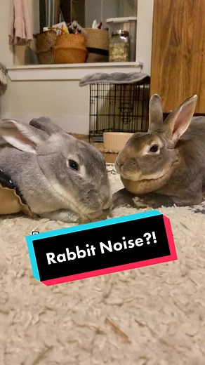 Rabbits only scream when they think they’re about to unalive. You should never hear a rabbit scream! 🥺
