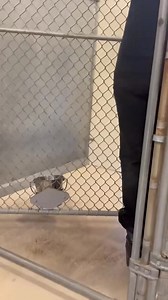 93K views · 2.1K reactions | Piper is a sweet young rambunctious bull terrier with little interest from folks in the area. The one time she was adopted out she was to young and needy for the couple that chose her. https://form.jotform.com/221277086789066 It really does.. #ittakesavillage #WinterHasCome #volunteeringsaveslives #shelterdog #fosterdog #bullterrier #rescuedog #shelterdogs #rescue #shelter | Bull Terrier Rescue Mission | Facebook