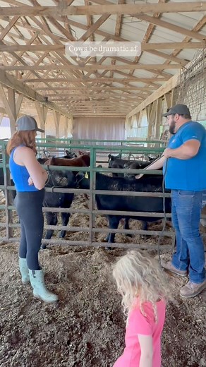 Like we’re just trying to take your halter off 🤣🤣 #farming #hobbyfarm #dramaqueen #funnycows #fyp #cows | Ferris Cattle Co.