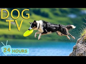 DOG TV: Best Videos to Keep Dogs Happy All Day no Boredom at Home Alone - Sothing Music for Dogs