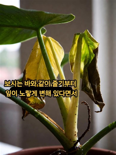 필로덴드론 잎이 왜 변색되었을까? 야생에서 사는 모습은? #화초관리 #vivarium #plants #flowers #garden #관엽식물 #꽃 #파충류 #도마뱀