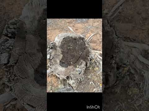 Spring Camping Pee Compilation