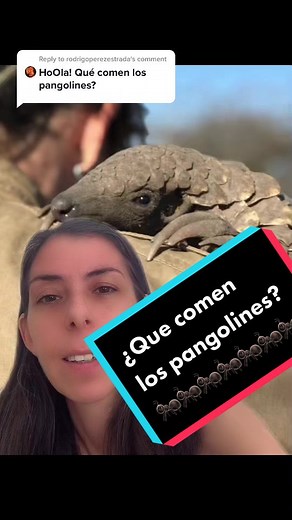 What Do Pangolins Eat? Facts About Pangolin Diet!